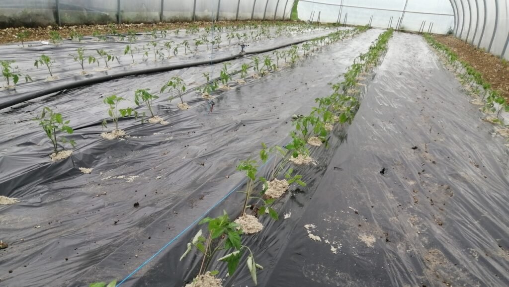 Plantation des premiers légumes pour les Légumes du Logis avec les tomates sous serre